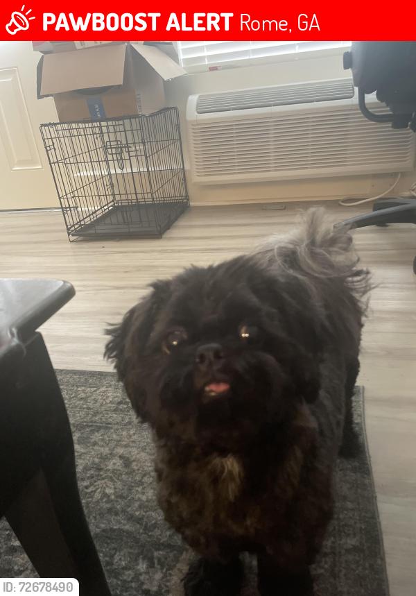 Lost Male Dog last seen Buffalo Wild Wings , Rome, GA 30165
