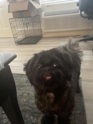 Lost Male Dog last seen Buffalo Wild Wings , Rome, GA 30165