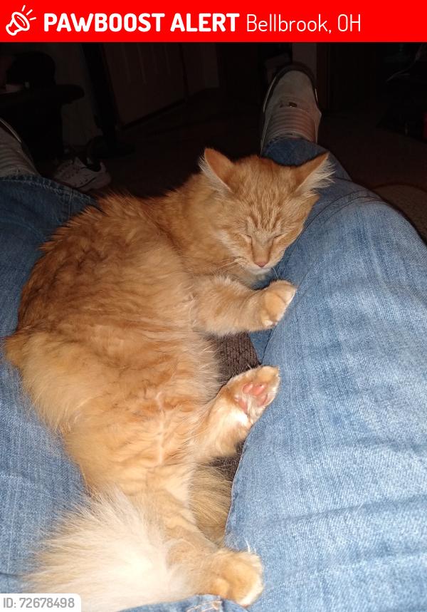Lost Male Cat last seen Hill between Bayberry Cove apmts and Sugarcreek Kroger , Bellbrook, OH 45305
