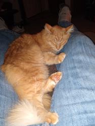 Lost Male Cat last seen Hill between Bayberry Cove apmts and Sugarcreek Kroger , Bellbrook, OH 45305