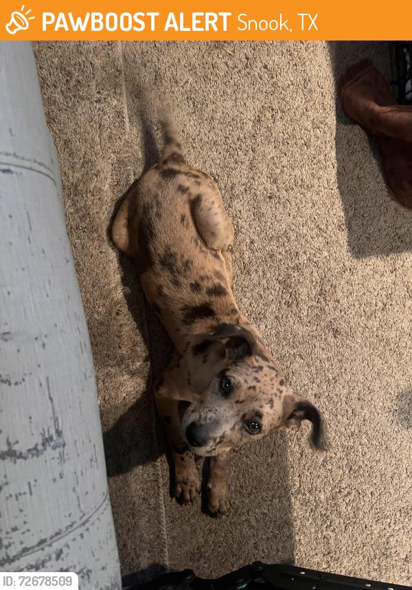 Found/Stray Male Dog last seen County road 279, Snook, TX 77878