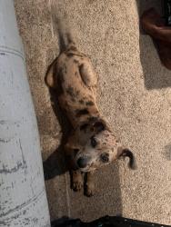 Found/Stray Male Dog last seen County road 279, Snook, TX 77878