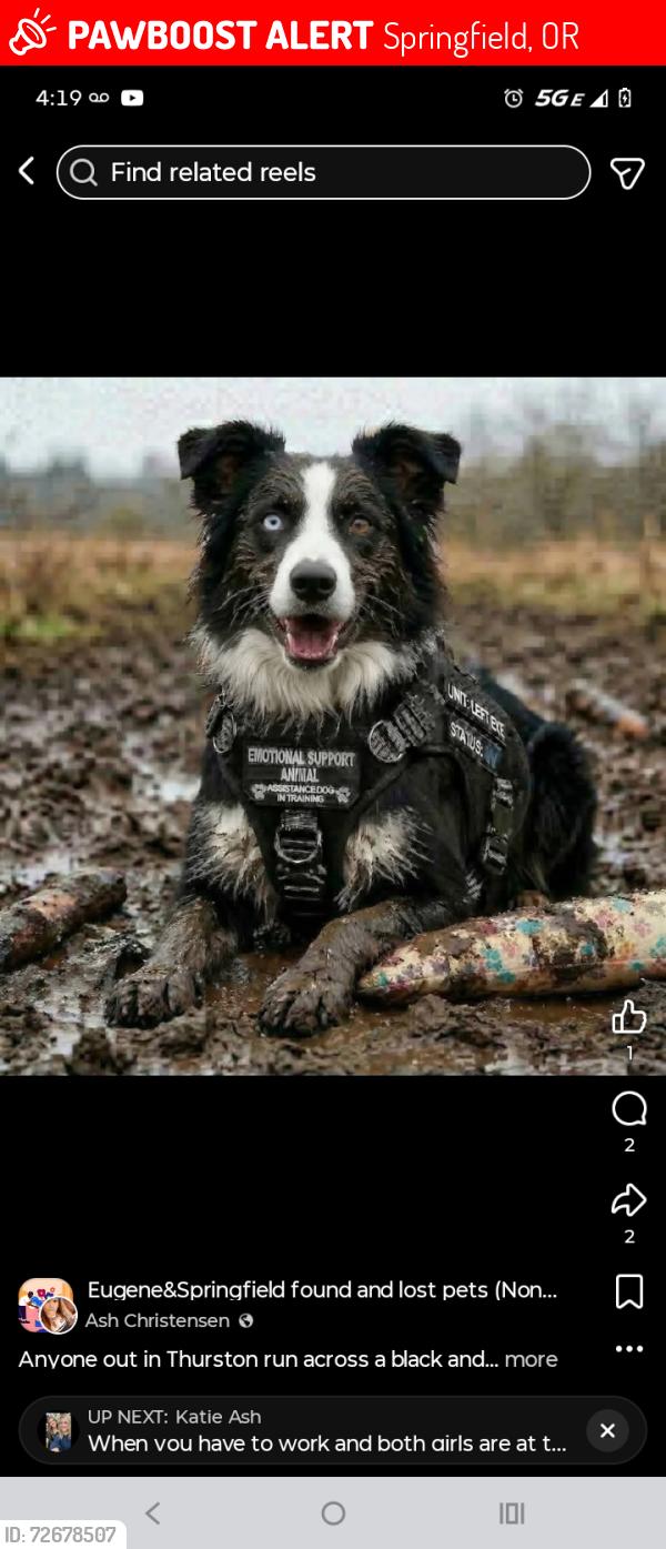 Lost Male Dog last seen 70th St in Thurston/Springfield , Springfield, OR 97478