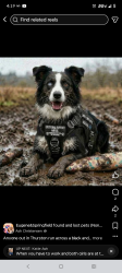 Lost Male Dog last seen 70th St in Thurston/Springfield , Springfield, OR 97478
