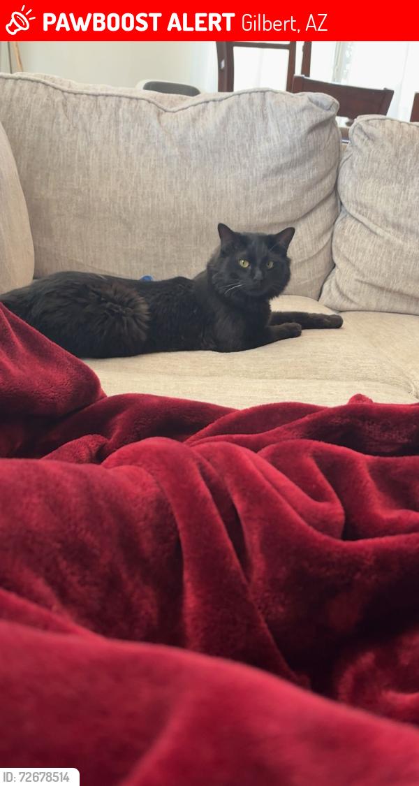 Lost Male Cat last seen Sundance Ct , Gilbert, AZ 85297