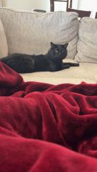 Lost Male Cat last seen Sundance Ct , Gilbert, AZ 85297
