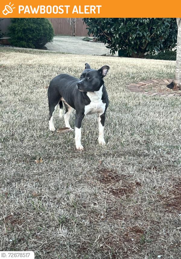 Found/Stray Female Dog last seen Lancaster farms neighborhood entrance , Spartanburg County, SC 29306