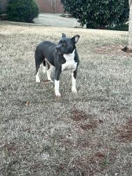 Found/Stray Female Dog last seen Lancaster farms neighborhood entrance , Spartanburg County, SC 29306