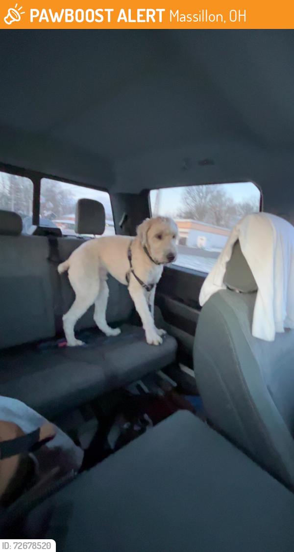 Found/Stray Male Dog last seen Dunkin Donuts Wales Rd, Massillon, OH 44646