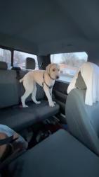 Found/Stray Male Dog last seen Dunkin Donuts Wales Rd, Massillon, OH 44646