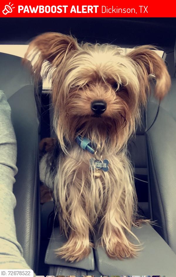Lost Male Dog last seen Strawberry Brook Ln and Calder Rd Pool, Dickinson, TX 77539