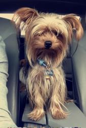 Lost Male Dog last seen Strawberry Brook Ln and Calder Rd Pool, Dickinson, TX 77539