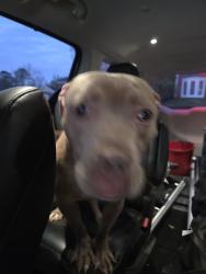 Found/Stray Female Dog last seen 1217-1287 GA-317, Lawrenceville, GA 30043, Lawrenceville, GA 30043