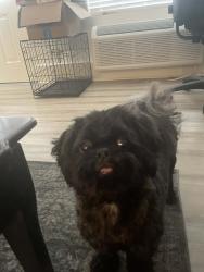 Lost Male Dog last seen Turner McCall bridge, Rome, GA 30165