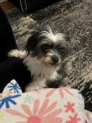 Found/Stray Male Dog last seen White oak Dr, Richmond, VA 23224