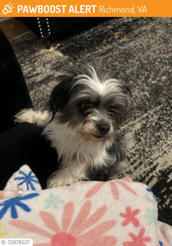Found/Stray Male Dog last seen White oak Dr, Richmond, VA 23224