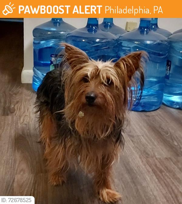 Found/Stray Female Dog last seen Near Bustleton Ave. Philadelphia, PA, Philadelphia, PA 19115