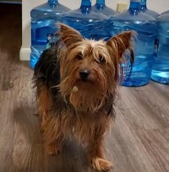 Found/Stray Female Dog last seen Near Bustleton Ave. Philadelphia, PA, Philadelphia, PA 19115