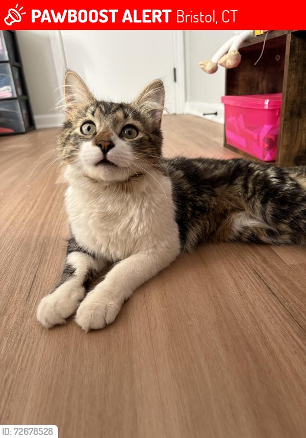 Lost Male Cat last seen Big Y Plaza, Bristol, CT 06010