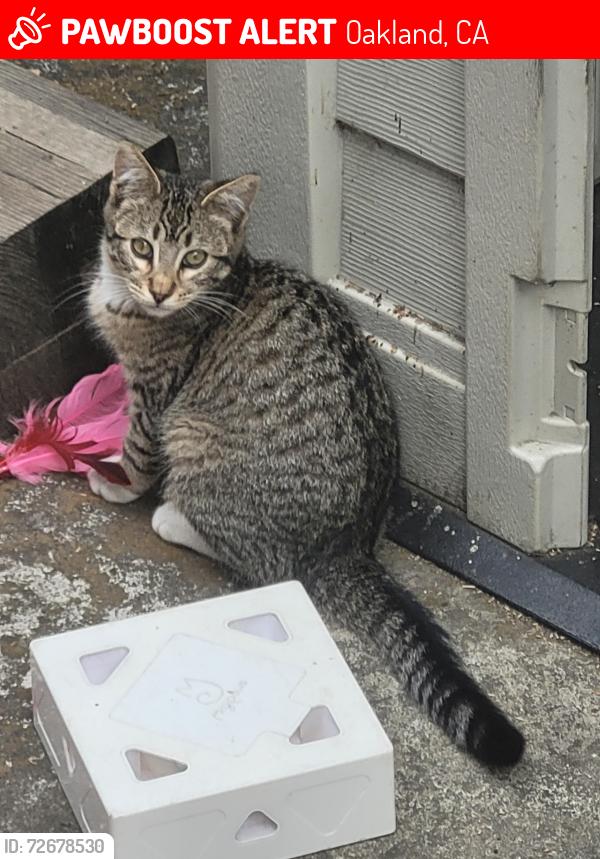 Lost Male Cat last seen 36th Ave & East 9th Street, Oakland, CA 94601