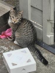 Lost Male Cat last seen 36th Ave & East 9th Street, Oakland, CA 94601