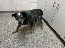 Shelter Stray Male Dog last seen FOSTERVILLE RD RR TRACK, Murfreesboro, TN 37129