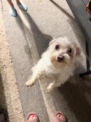Found/Stray Male Dog last seen Westview and confederate road , Houston, TX 77055