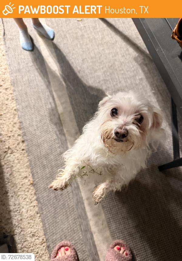 Found/Stray Male Dog last seen Westview and confederate road , Houston, TX 77055