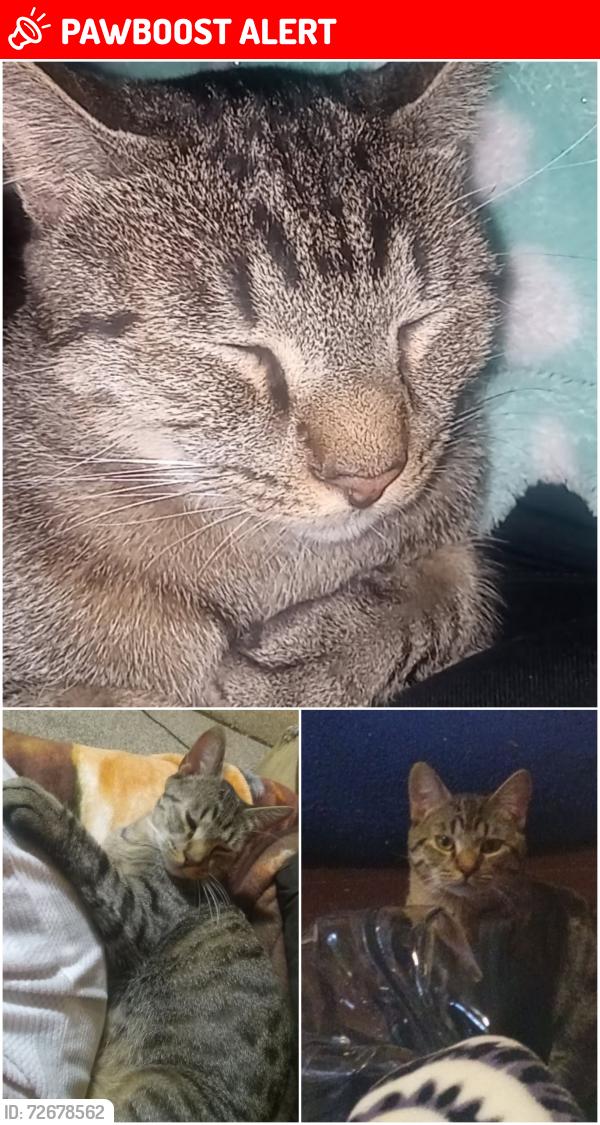 Lost Male Cat last seen Main and Rutter of hanover twp, Hanover Township, PA 18651