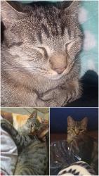 Lost Male Cat last seen Main and Rutter of hanover twp, Hanover Township, PA 18651
