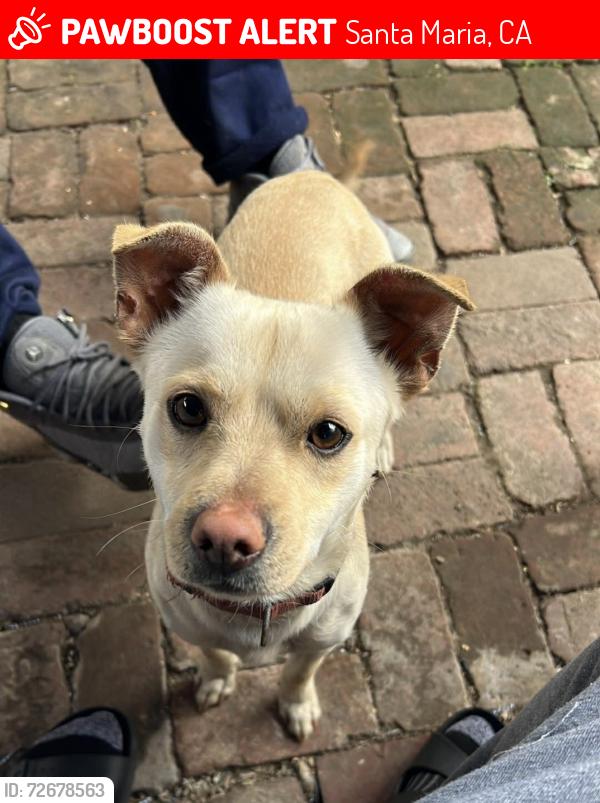 Lost Male Dog last seen Western fesler and blosser, Santa Maria, CA 93458