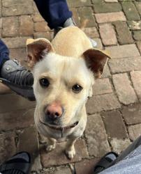Lost Male Dog last seen Western fesler and blosser, Santa Maria, CA 93458