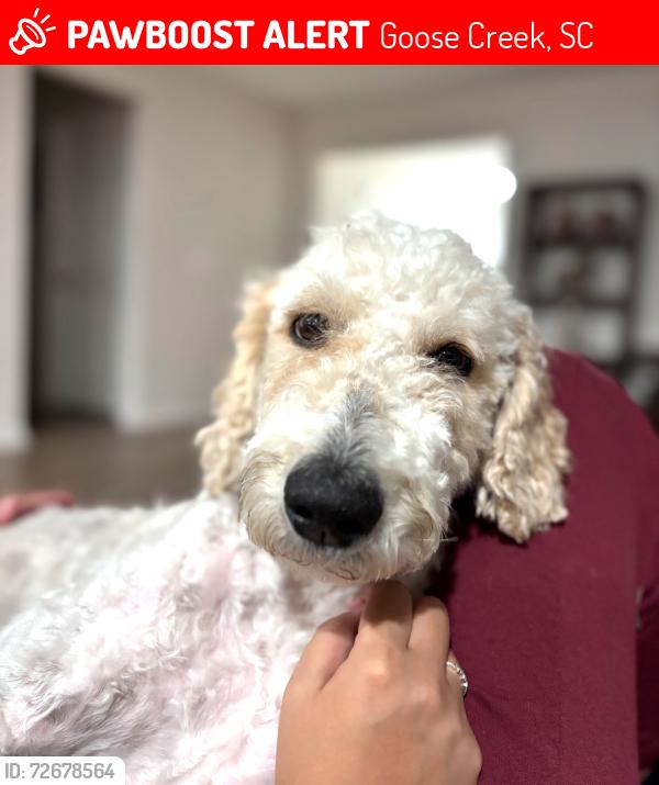 Lost Female Dog last seen Liberty hall road, Goose Creek, SC 29445