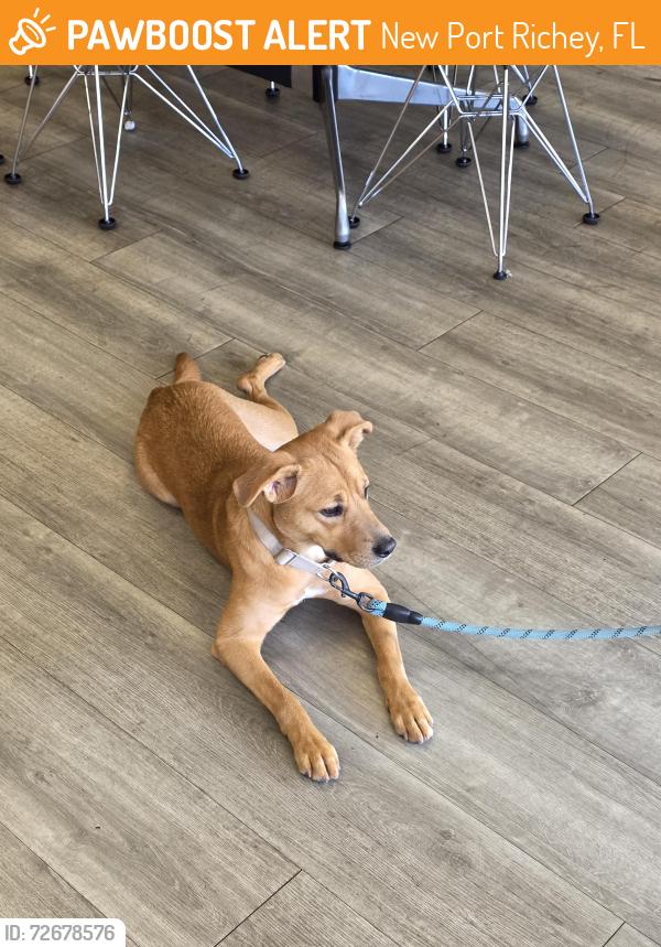 Found/Stray Female Dog last seen Pizza place on grand. , New Port Richey, FL 34652