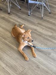 Found/Stray Female Dog last seen Pizza place on grand. , New Port Richey, FL 34652