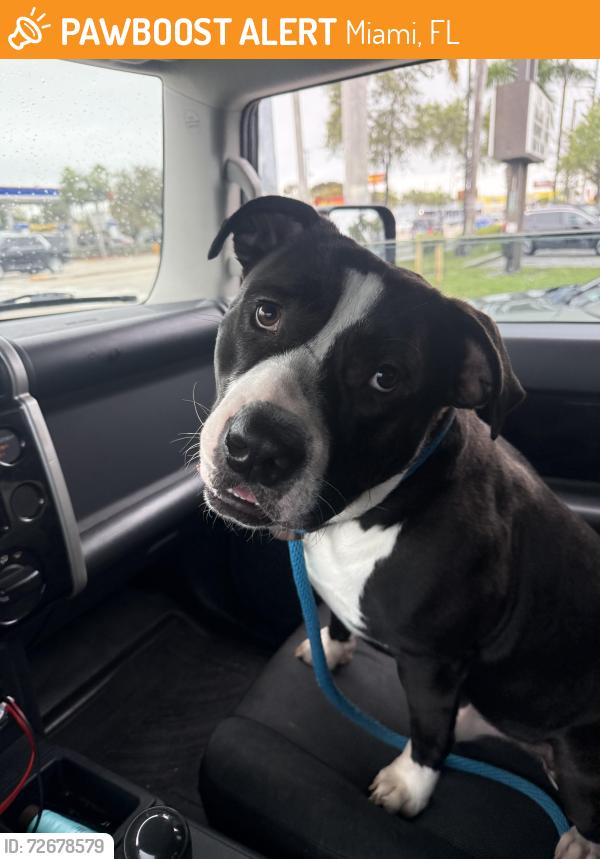 Found/Stray Male Dog last seen Bravo supermarkets, Miami, FL 33168