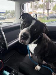 Found/Stray Male Dog last seen Bravo supermarkets, Miami, FL 33168
