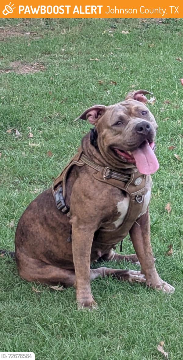 Found/Stray Female Dog last seen 414cr , Johnson County, TX 76031