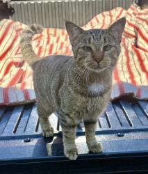 Found/Stray Female Cat last seen Mariner and Spring Hill Dr, Spring Hill, FL 34608