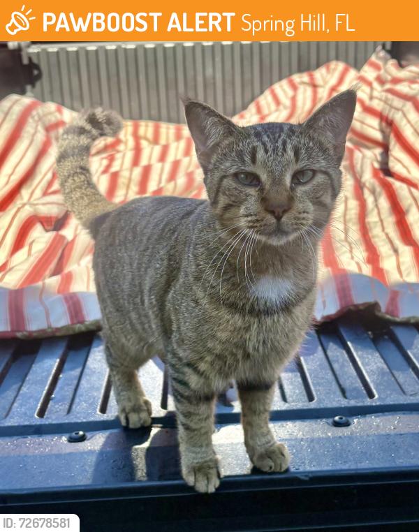 Found/Stray Female Cat last seen Mariner and Spring Hill Dr, Spring Hill, FL 34608