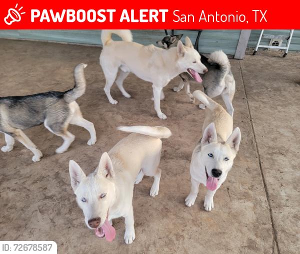 Lost Male Dog last seen South Flores, San Antonio, TX 78221