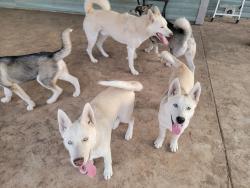 Lost Male Dog last seen South Flores, San Antonio, TX 78221