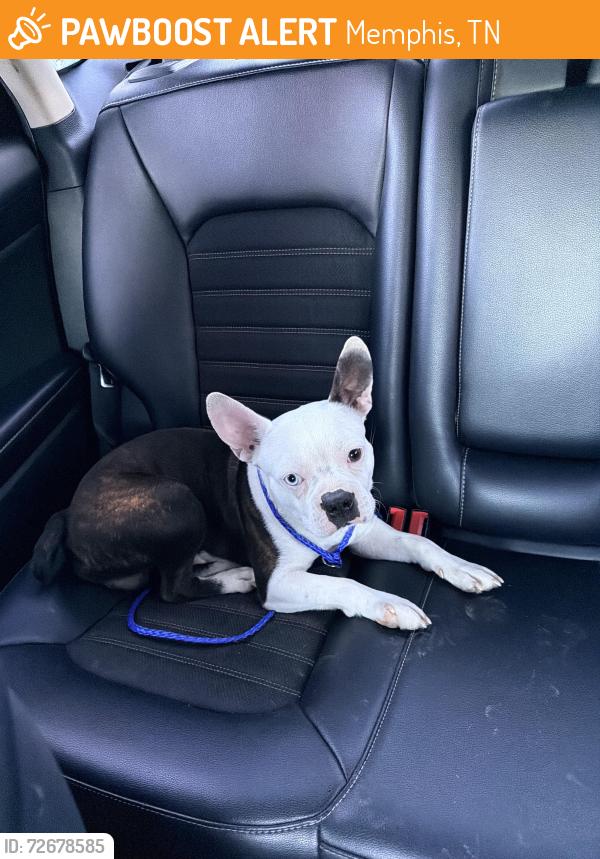 Found/Stray Male Dog last seen Corner of Raleigh-Lagrange and Bartlett Rd, Memphis, TN 38134