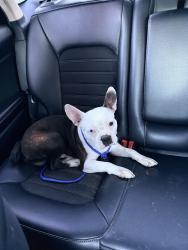 Found/Stray Male Dog last seen Corner of Raleigh-Lagrange and Bartlett Rd, Memphis, TN 38134