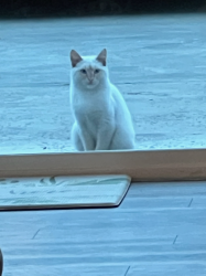 Found/Stray Male Cat last seen East Ave Park, Hayward, CA 94541