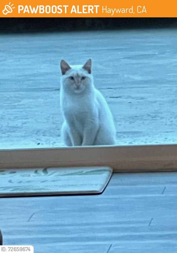 Found/Stray Male Cat last seen East Ave Park, Hayward, CA 94541