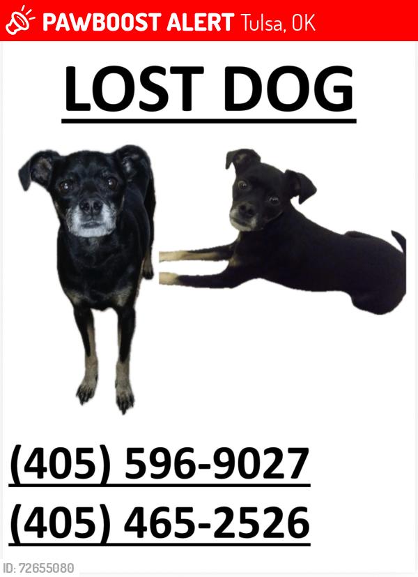 Lost Male Dog last seen 81st and Elwood, Tulsa, OK 74132