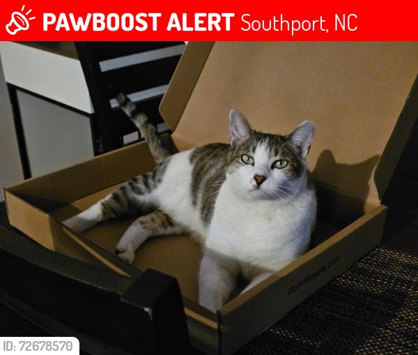 Lost Male Cat last seen Robert Ruark Drive and N Howe St., Southport, NC 28461