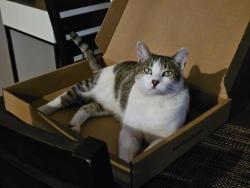 Lost Male Cat last seen Robert Ruark Drive and N Howe St., Southport, NC 28461