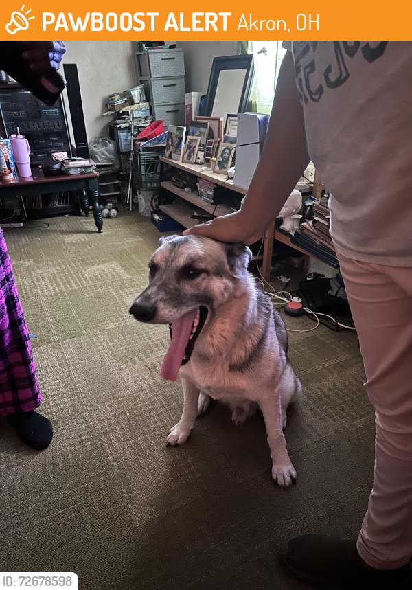 Found/Stray Male Dog last seen Stoner, Hawkins Ave, Frederick blvd, Akron, OH 44320